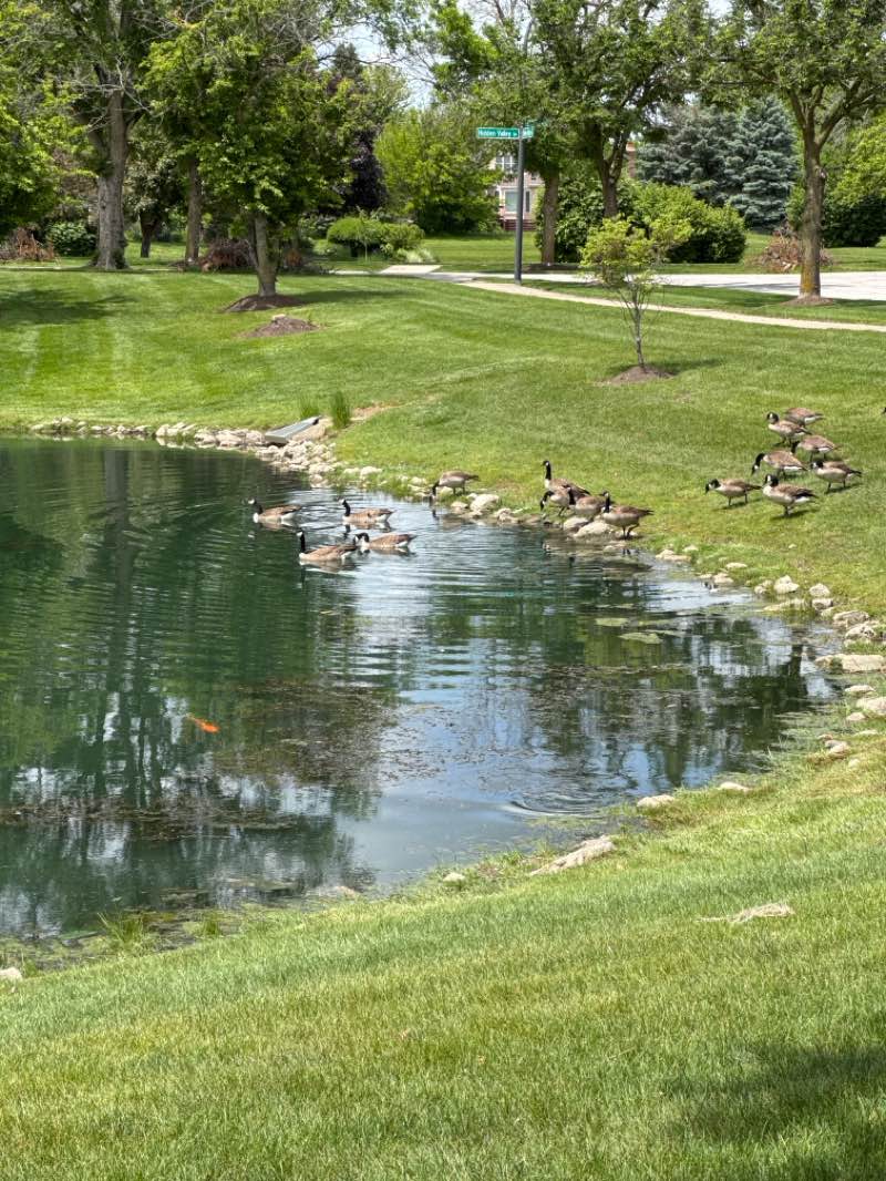 walking near me in Greene Valley Forest Preserve in spring