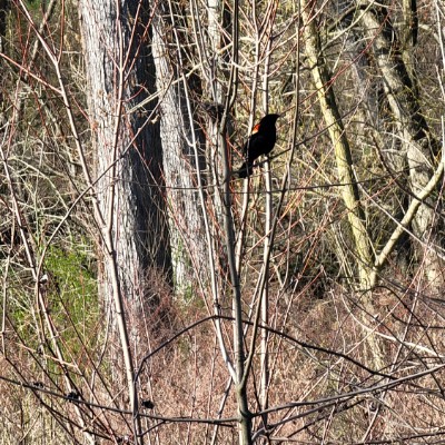 Dennis Griffith III post 3