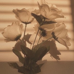 ★ ᴅяυтнι ★