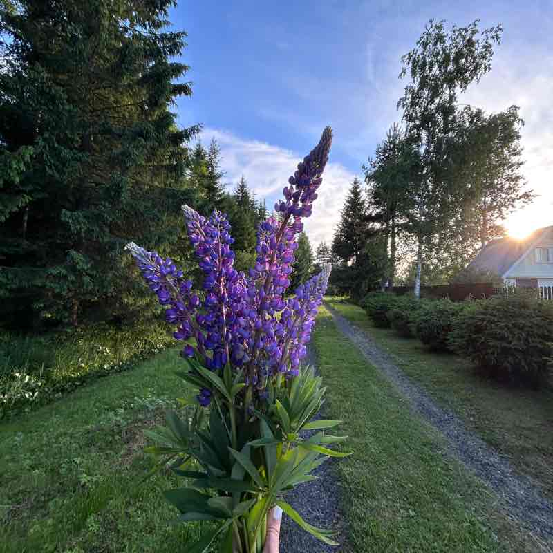 June Distance Challenge Виктория post image