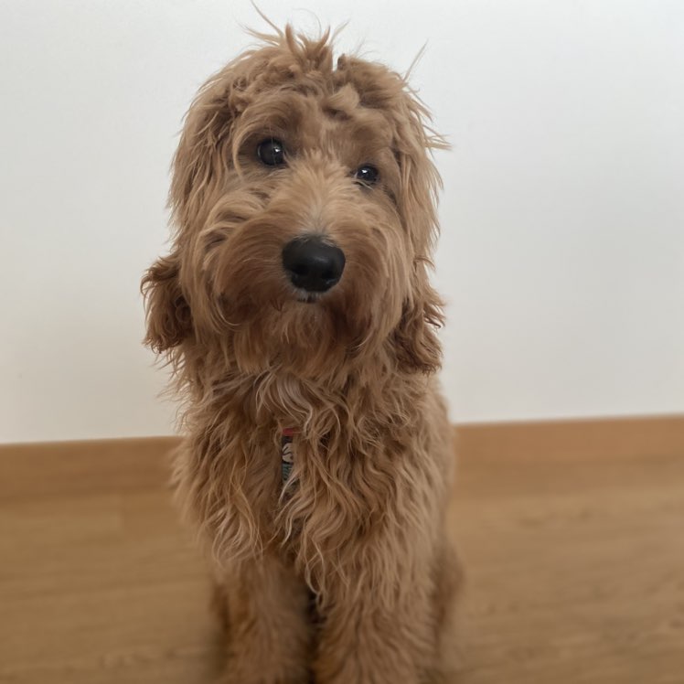 GosiaStachowiak icon