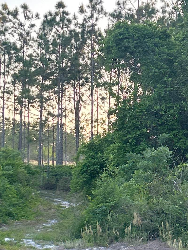 walking near me in Clark Bay Conservation Area in spring