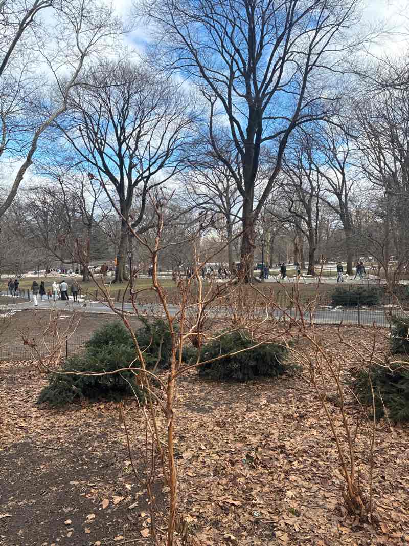 walking near me in Central Park in winter