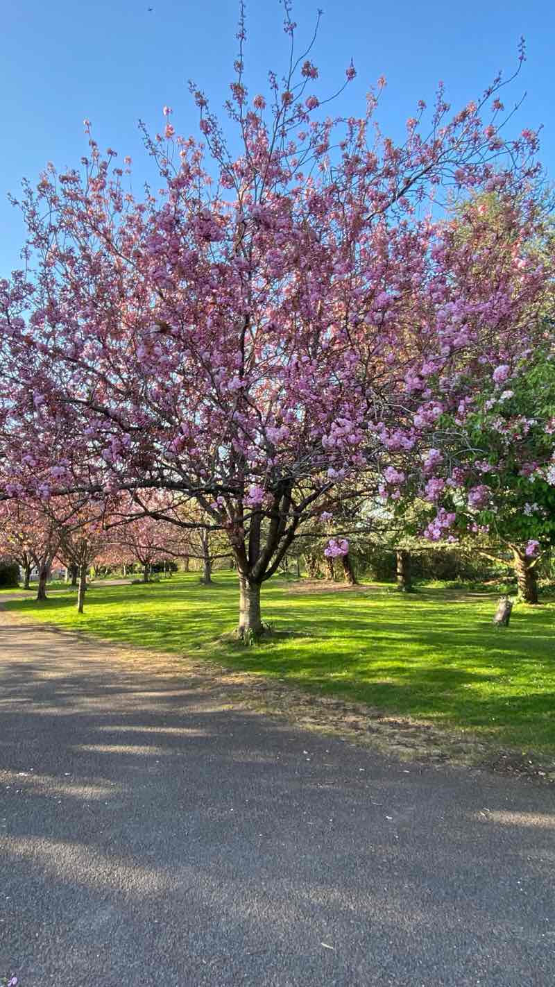 walking near me in Westwood Park in spring