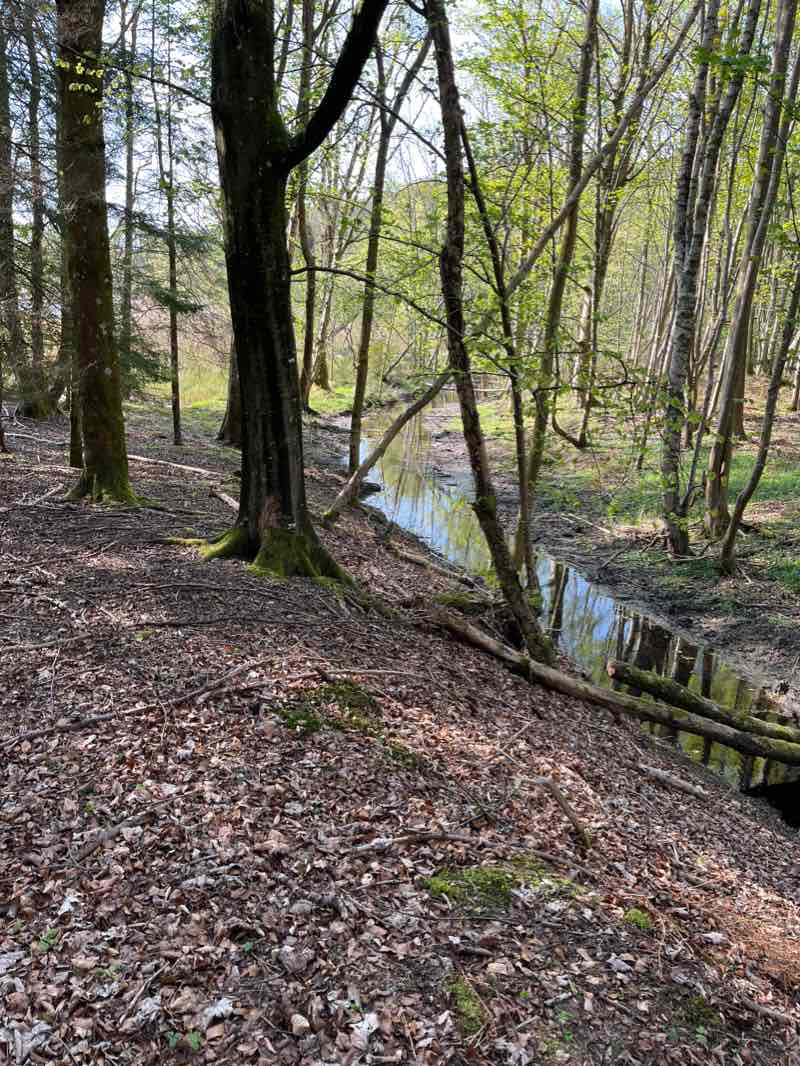 walking near me in Lochy Park in winter