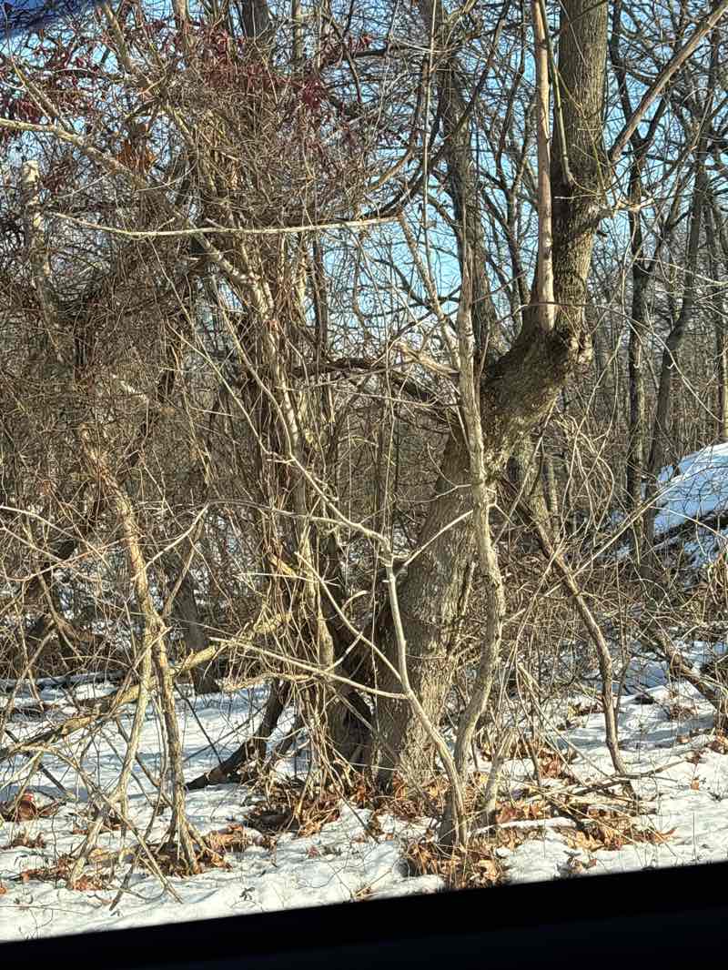 walking near me in Alexandra Park Higher End in winter