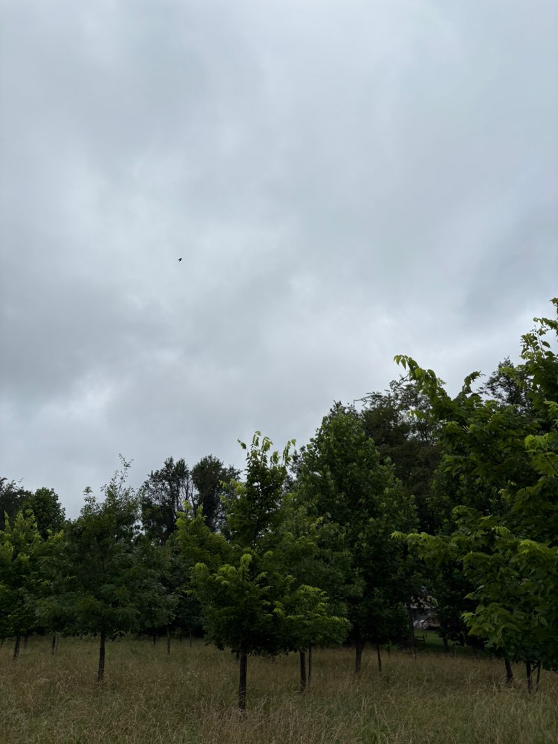 walking near me in Dulaney Springs Park in summer