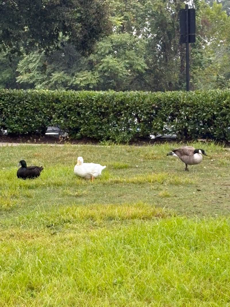 walking near me in Rio Park in autumn