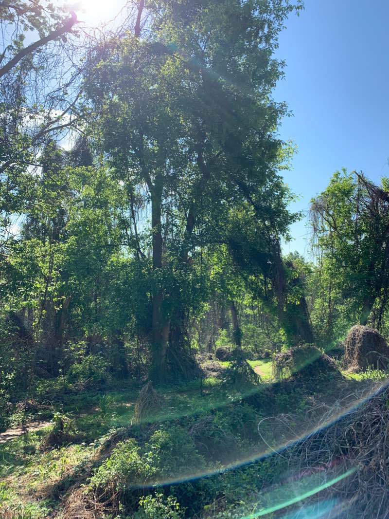 walking near me in Galyn Manor Green Park in winter