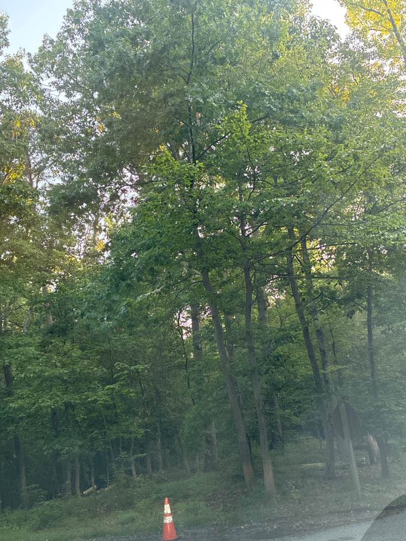 walking near me in Greenbelt Park Campground in summer
