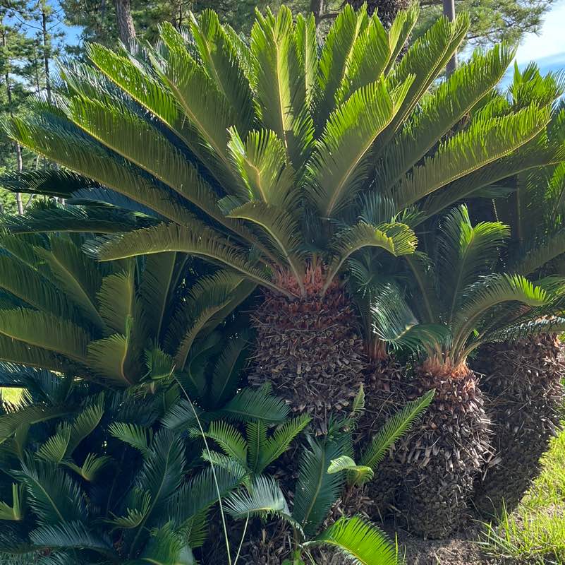 Tetra