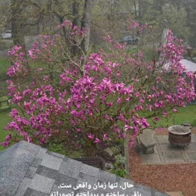 🌷Walk away old age🌷 pal rose post image