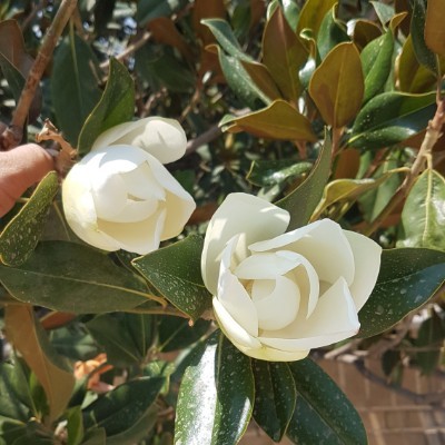 🇹🇷ISTANBUL🇹🇷 pal rose post image