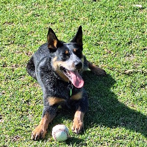 🦘Active Dog 🐕‍🦺 profile