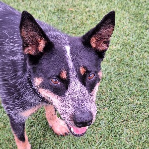 🦘Active Dog 🐕‍🦺 profile