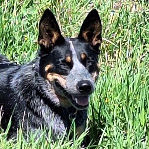 🦘Active Dog 🐕‍🦺 icon