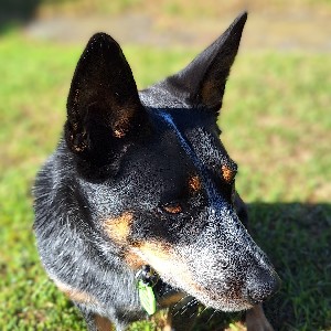 🦘Active Dog 🐕‍🦺 profile