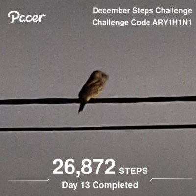 July Steps Challenge 🦘Active Dog 🐕‍🦺 post image