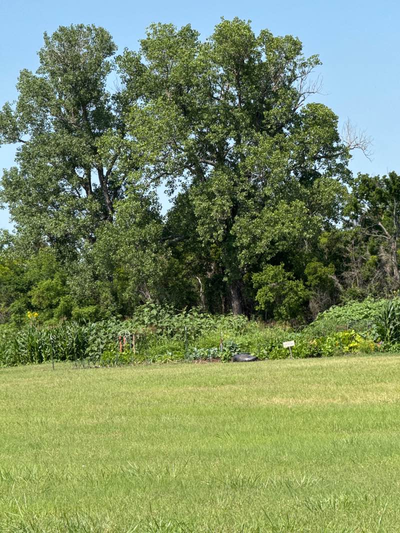 walking near me in Bowling Green Park in summer