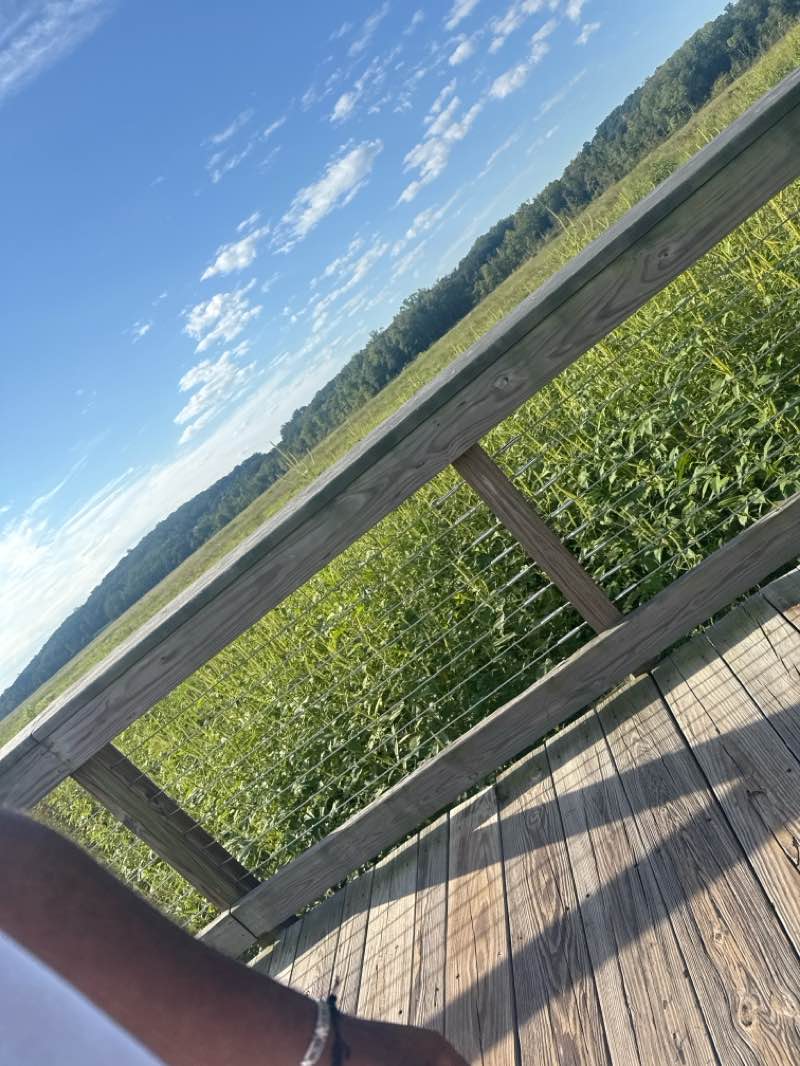 walking near me in Rippon Lodge Park in autumn