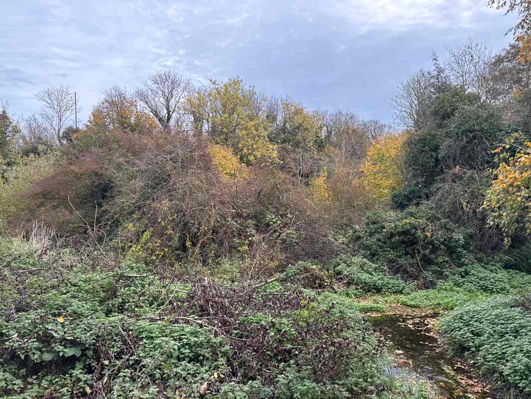 walking near me in Brooklands Lakes in autumn