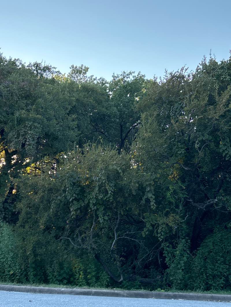 walking near me in Turner Park in autumn