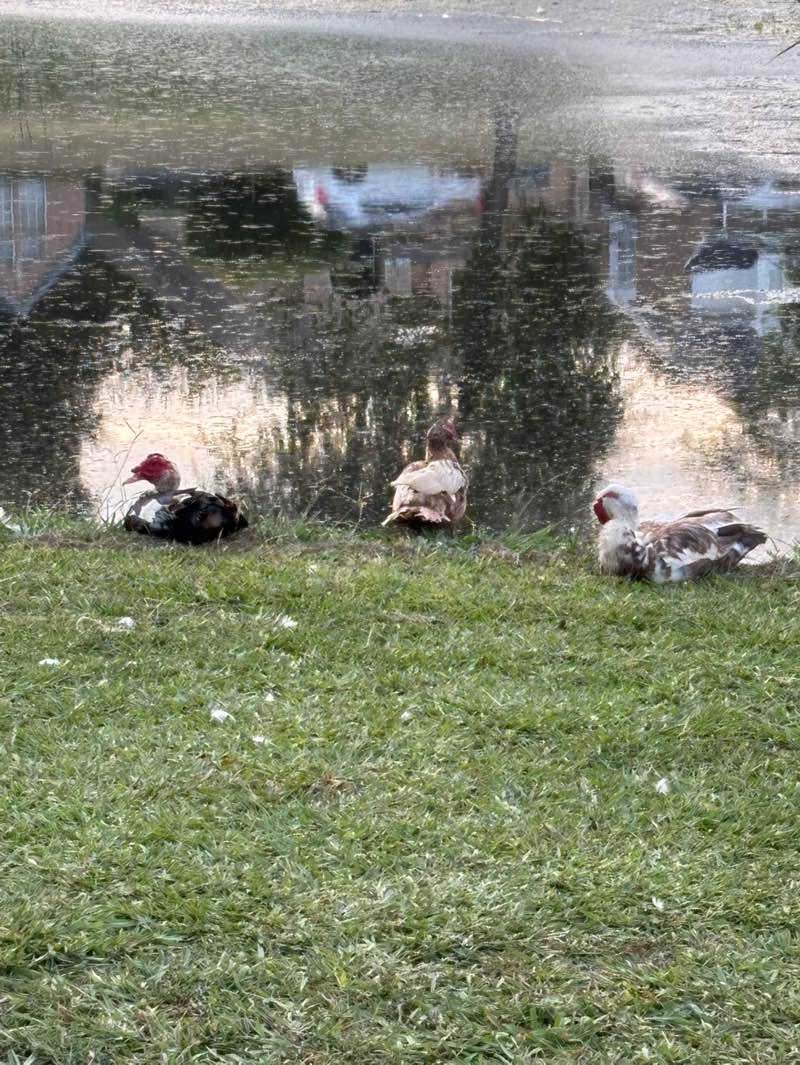 walking near me in Towne Lake Park in autumn