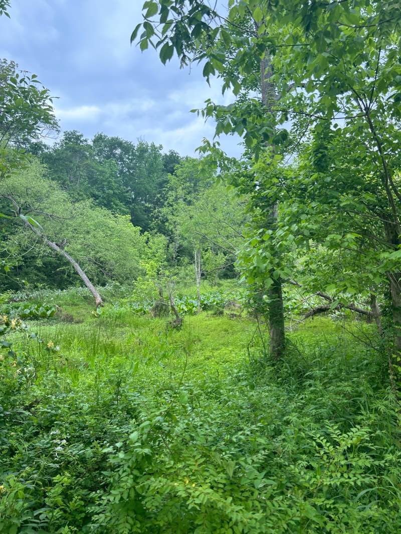 walking near me in Conestee Park in winter