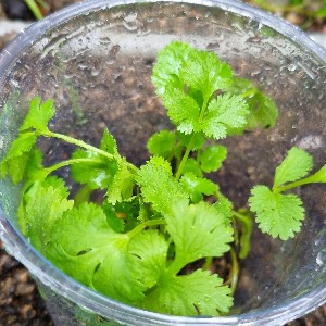 현주(2021014) icon