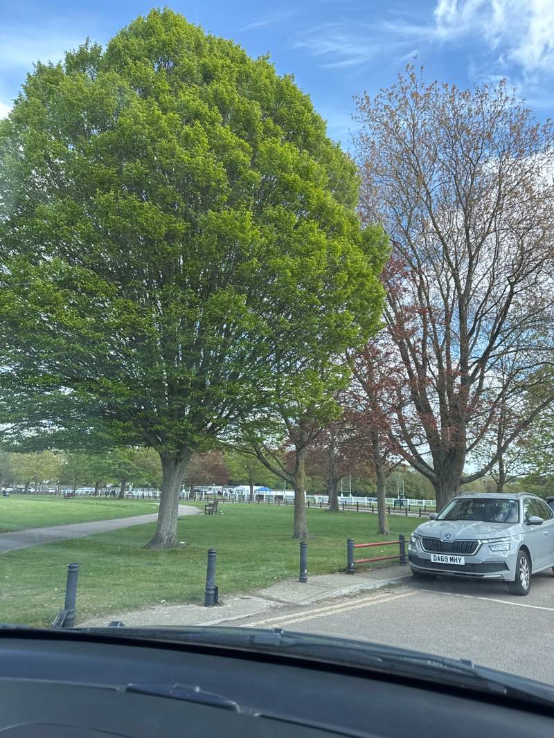 walking near me in King George's Playing Fields in spring