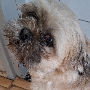 Ranesha profile