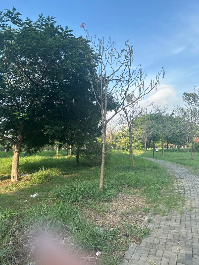 walking near me in Công viên Wonderland in spring