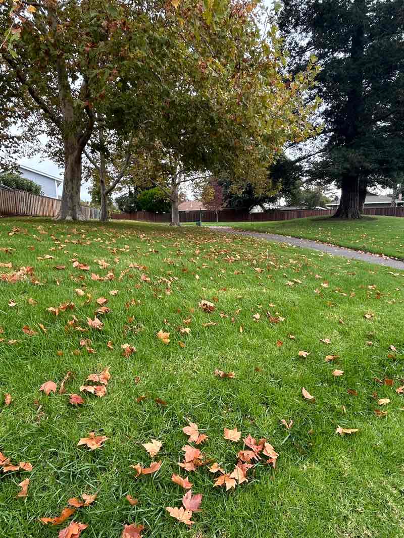 walking near me in Kirkwood Park in autumn