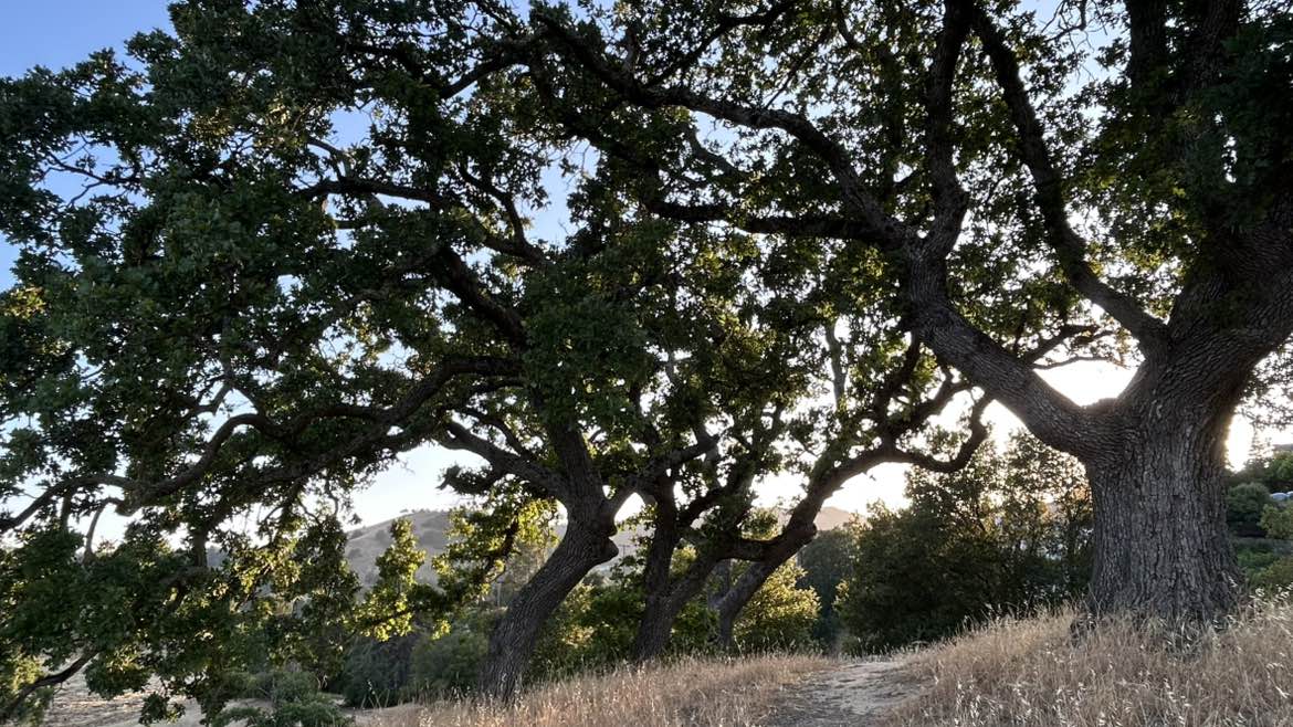 walking near me in Dinosaur Hill Park in spring