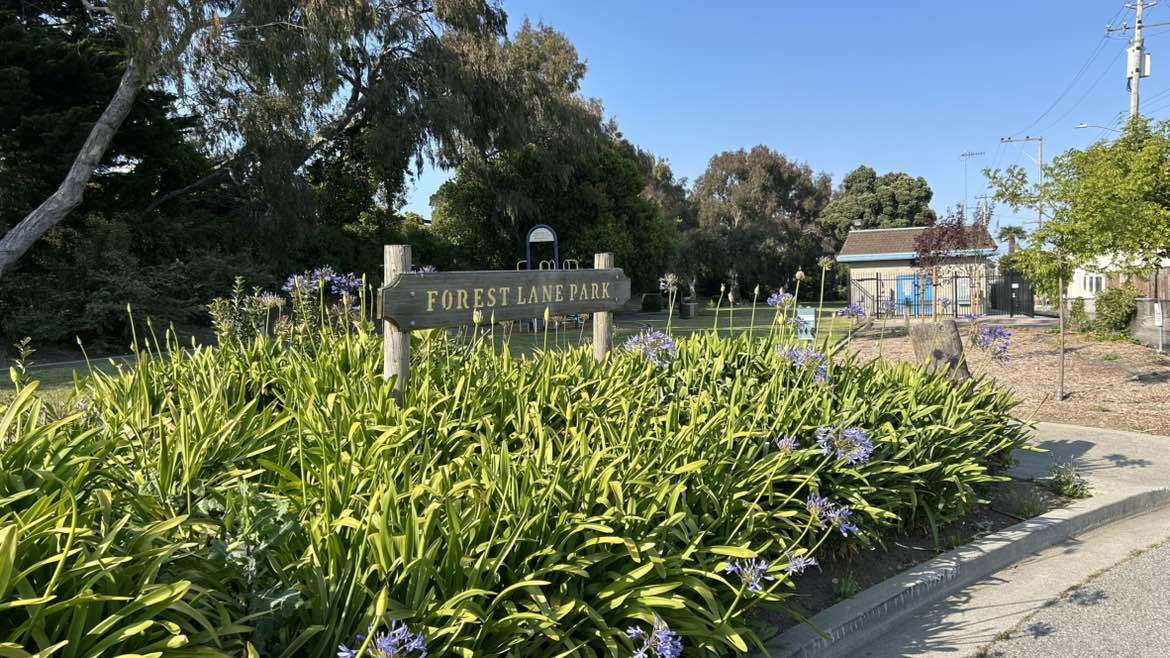 walking near me in Forest Lane Park in summer