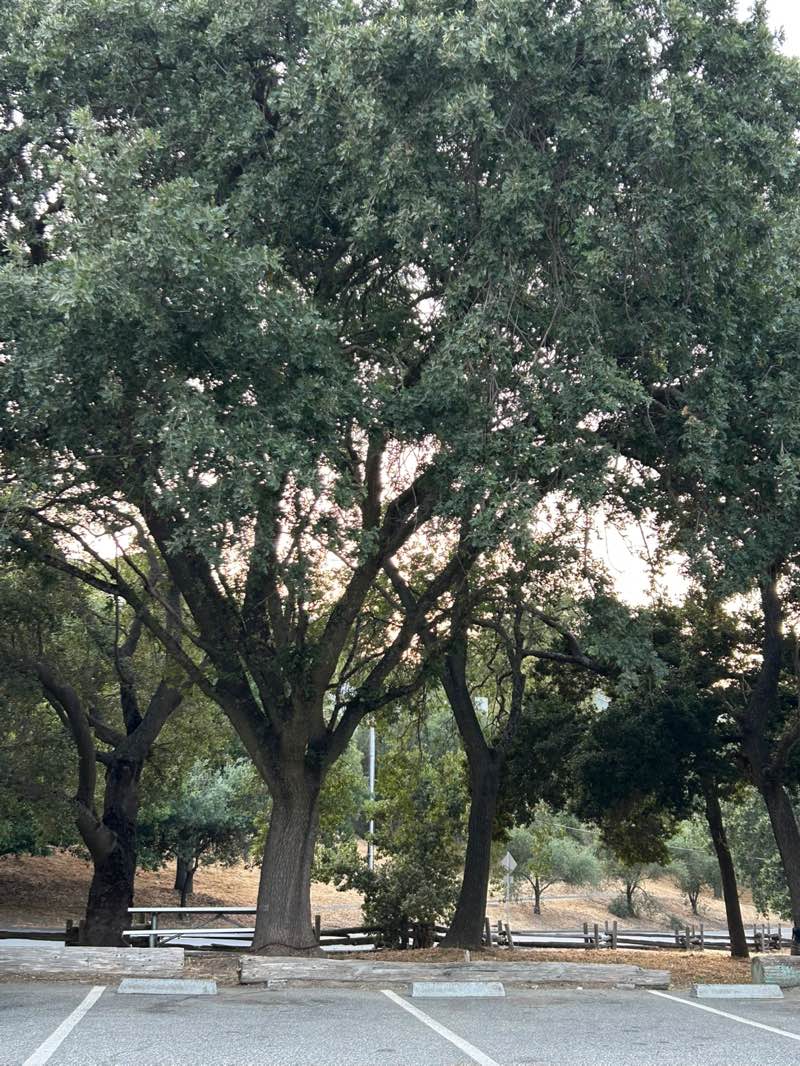 walking near me in Paso Nogal Park in summer