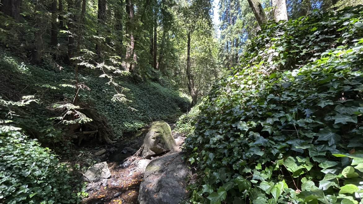 walking near me in Dimond Canyon Park in summer