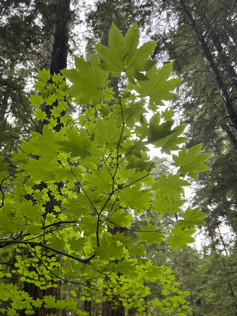 walking near me in Federation Forest State Park in autumn