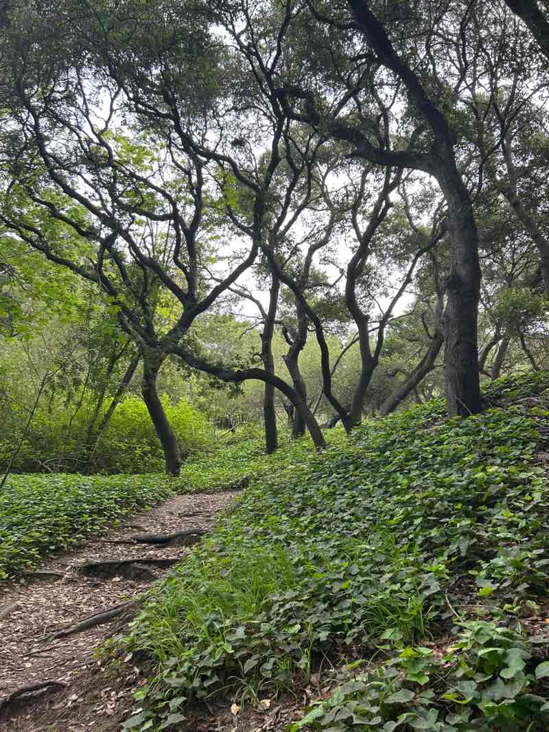 walking near me in Codornices Park in spring