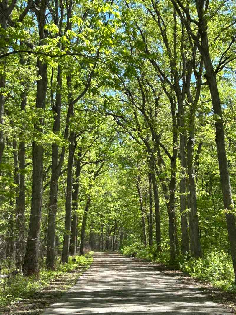 walking near me in Cuivre River State Park: Northwoods Wild Area in spring