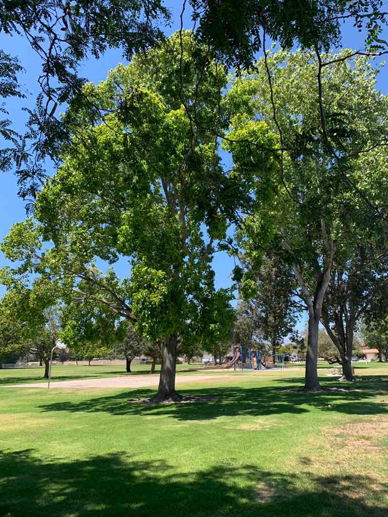 walking near me in Woodside Park in autumn