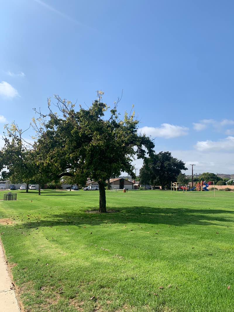 walking near me in Laurelwood Park in autumn