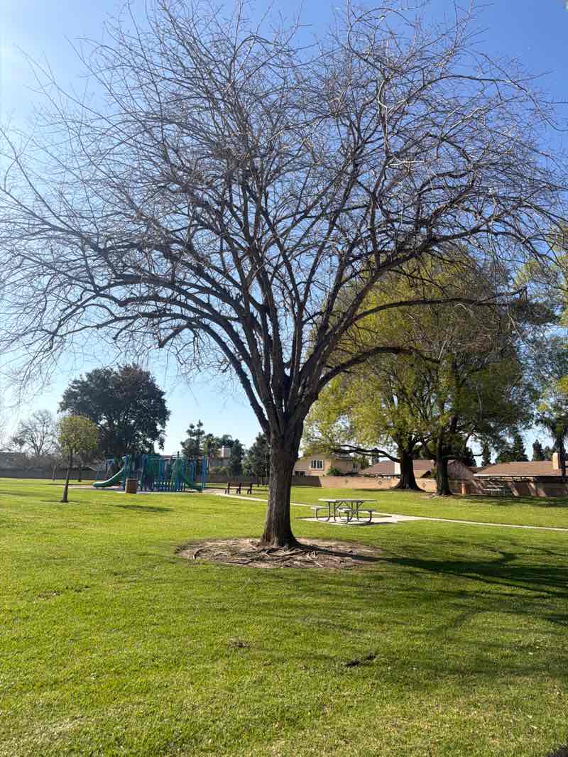 walking near me in Adolfo Park in winter