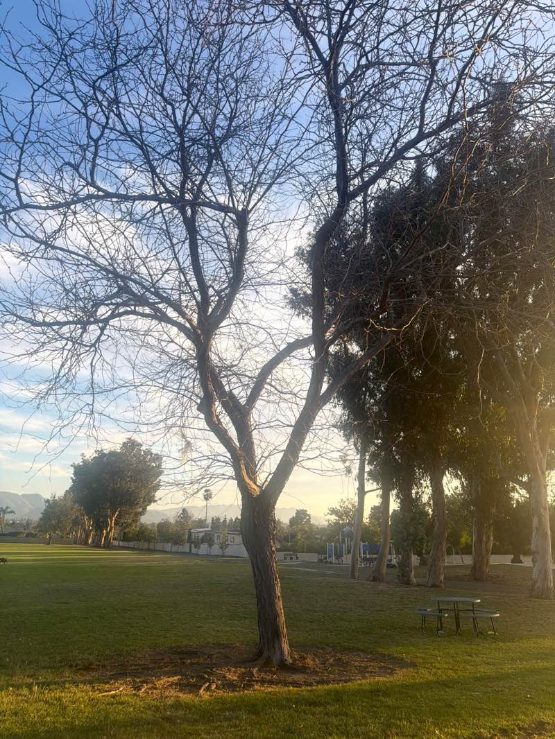 walking near me in Charter Oak Park in winter