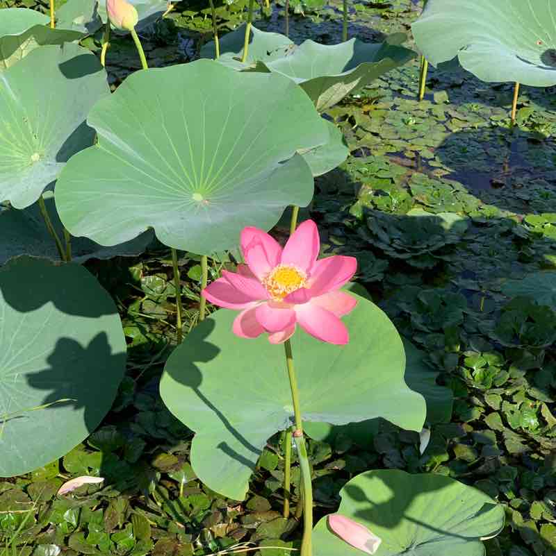 Natalia Manturova post 1