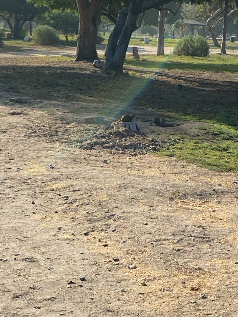 walking near me in Parque Morelos in winter