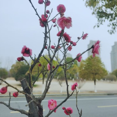 December Steps Challenge 翔樂🦌²º²⁶ post image