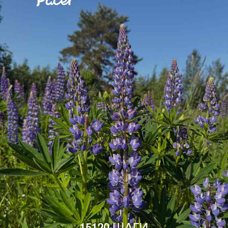 PeLiNi 🐢🐢🐢 post 1