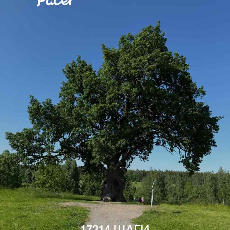 PeLiNi 🐢🐢🐢 post 1