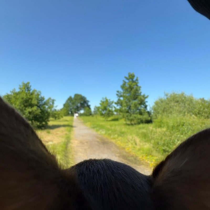 PeLiNi 🐢🐢🐢 post 3